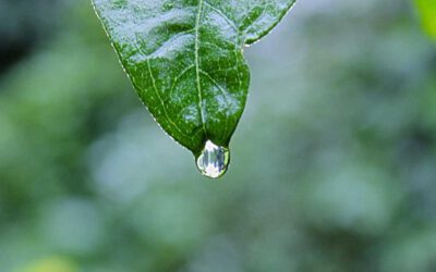 Neque ducimus quis perspiciatis