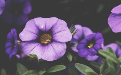 Inventore consequatur quidem porro